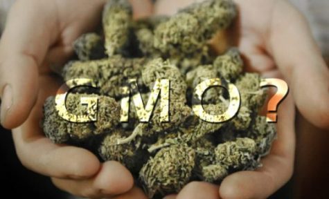 Investors want to patent genetically modified cannabis
