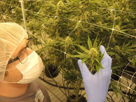 Colorado cannabis cultivators want specific organic-like destinations for their crops