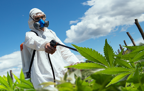 700 batches fail cannabis testing in Massachusetts, causing medical cannabis retail closures