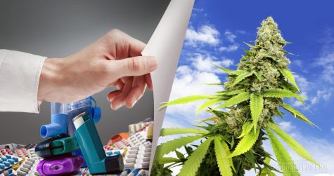 Studies suggest cannabis for bronchial symptoms could be beneficial