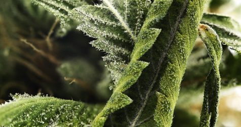 https://cannabislifenetwork.com/cannabis-americana-the-past-present-and-future-of-marijuana-in-north-america/