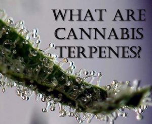 https://www.greencultured.co/15-cannabis-terpenes-explained-complete-visual-guide/