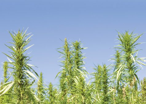 USDA encouraged comments on hemp for its webinar on the 2018 Farm Bill