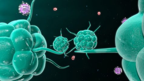 Understanding the effects of cannabis on the immune system