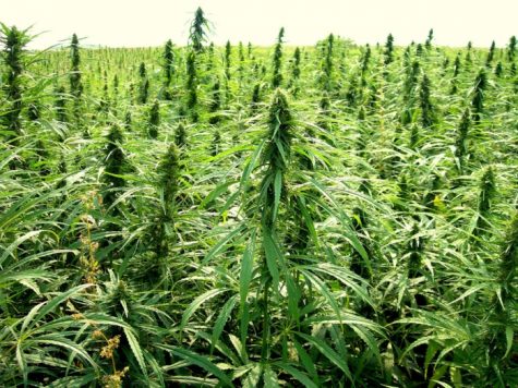 Flourishing hemp industry in the U.S. is attracting greenhouse producers