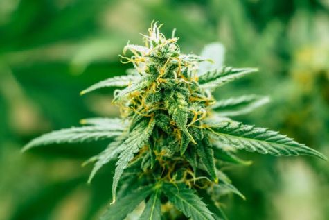 Survey data demonstrates reduction in alcohol consumption and pill use among cannabis consumers