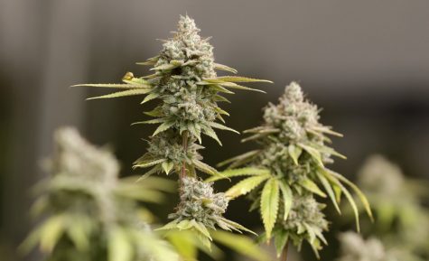 Students file lawsuits against U.S. colleges that prohibit medical cannabis on-campus