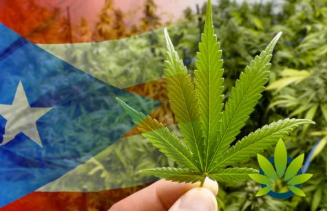 Puerto Rico’s wholesale medical cannabis sales steered by edibles