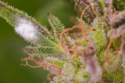 Colorado cannabis regulators demand mycotoxin testing for all concentrated products