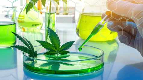 Researchers demonstrate how CBD hinders psychoactivity of THC