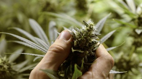 Study says more people are using cannabis for medical purposes than for social enjoyment