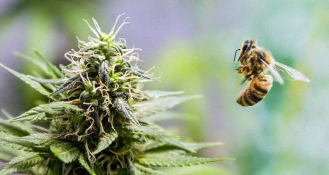 Legal industrial hemp could help restore bee populations
