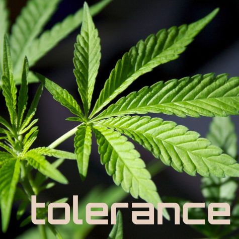 Study: Neurobiological mechanisms that influence cannabis tolerance