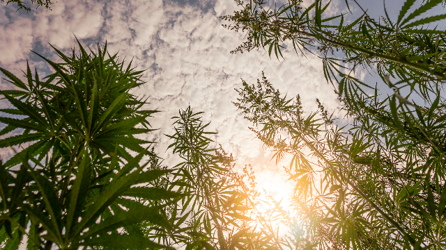 Scanning technology could clarify difference between hemp and cannabis