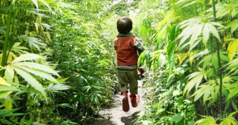 Study demonstrates success in using CBD for behavioral problems in children
