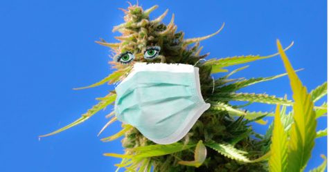 Coronavirus is stimulating a wave of new job opportunities in the U.S. cannabis space