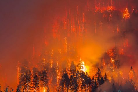 Wildfires pose a major concern for Oregon's cannabis business owners
