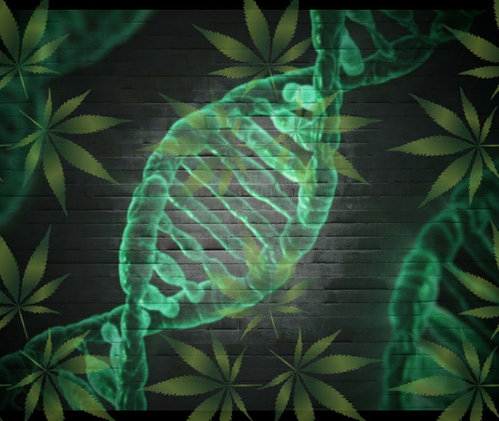 Study suggests that most CBD-rich hemp plants are genetically 90 percent cannabis