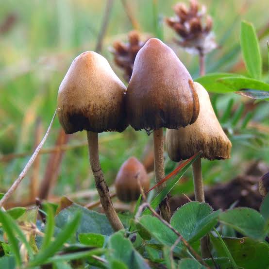 Eight U.S. States support cancer patients in psilocybin legal battle against DEA