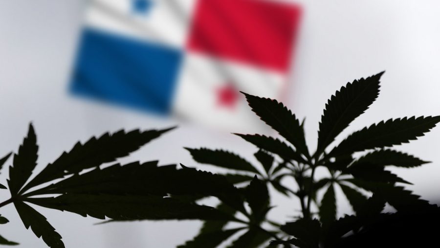 Panama approves medical cannabis bill after five-year fight for patient access