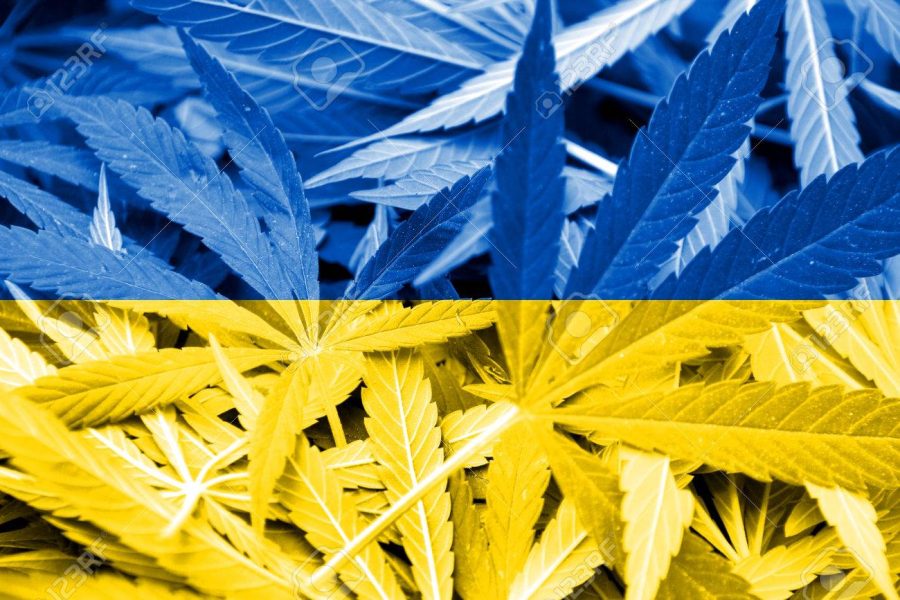 Ukraine Flag on cannabis background. Drug policy. Legalization of marijuana